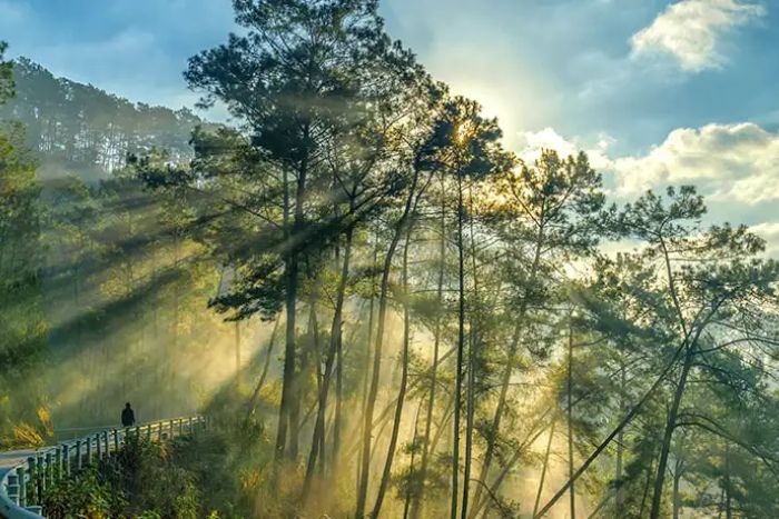 Yen Minh Forest in early morning 